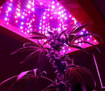 красные и синие светодиоды для растений 