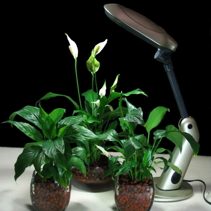лампы для растений